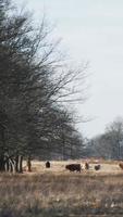 Sheep walking in a snowy area video