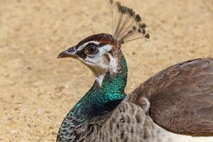 close up of peahen against sandy background photo