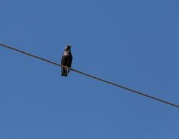 starling sitting on wire against blue sky photo