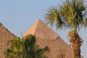 palm trees in front of pyramids in Giza photo