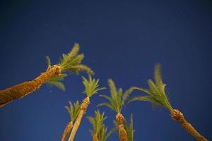view on night sky through palm trees photo