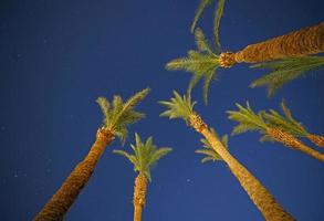 several palm trees against night sky photo