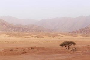 paisaje con acacia árbol en montañas en sinaí península foto