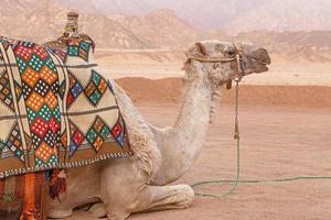 close up of camel at Sinai mountains photo