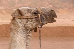 close up of camel at Sinai mountains photo