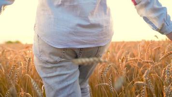 femmina mano toccante Grano su il campo nel un' tramonto leggero video