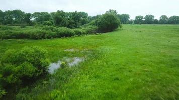 Aerial filming over the swampy terrain and meadows video