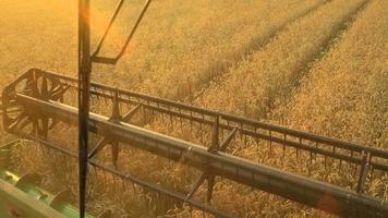 vue de le cockpit de combiner moissonneuse se rassemble le blé à le coucher du soleil. récolte grain champ, surgir saison video