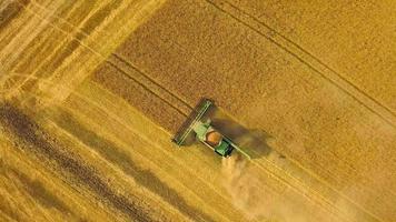Top view combine harvester gathers the wheat at sunset. Harvesting grain field, crop season video