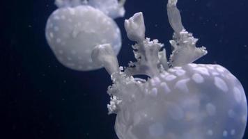 Jellyfish in an aquarium on a dark background video