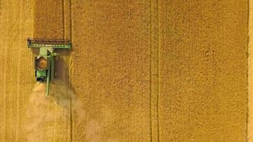 Top view combine harvester gathers the wheat at sunset. Harvesting grain field, crop season video