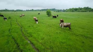 volador terminado verde campo con pasto vacas aéreo antecedentes de país paisaje. video