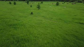 Flying over green field with grazing cows. Aerial background of country landscape. video