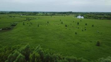 Flying over green field with grazing cows. Aerial background of country landscape. video