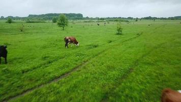 Flying over green field with grazing cows and sheep. Aerial background of country landscape video