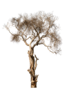 dead tree dry trees in thailand isolated on a transparent background png