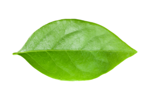 Gooseberry leaves isolated on a transparent background.png png