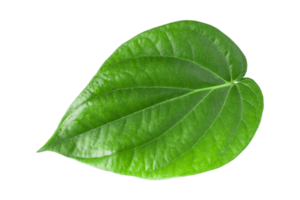 green betel leaf isolated on transparent background,png png