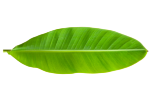 Banana leaves isolated on transparent background. Fresh green banana leaves png