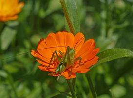 saltamontes sentado en maravilla flor foto