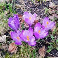 púrpura azafrán flores en naturaleza foto
