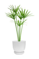 Green plants in pots of tropical plants isolated on transparent background. Plants png