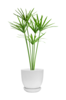 vert les plantes dans des pots de tropical les plantes isolé sur transparent Contexte. les plantes png