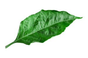 Green chilli leaves isolated on transparent background.png png