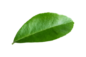 lemon leaves isolated on a transparent background png