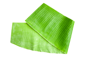 Banana leaf isolated on transparent background Fresh green banana leaves. png