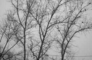 Stormy weather. Blured winter background. Dry tree black branches on the gray sky background. Birds on the branches. photo