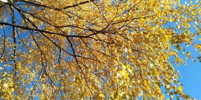 Golden leaves in the branches and clear blue sky. Nature background. photo