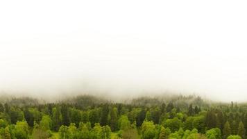 Deep mist in the mountains. View over the forest from the high. Scenic nature element for design. Nature background. photo