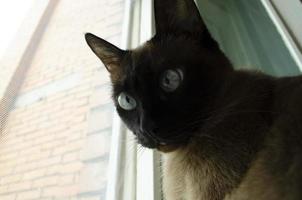 Burmese cat sitting at home and looking at window. photo