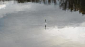 Trees branches silhouette reflecting on water. Ripples on water. Single cane with shadow in the pond. Clouds and sunlight reflecting on water. photo