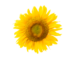 yellow sunflower isolated on transparent background png