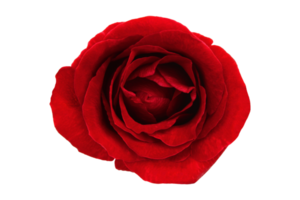 rouge Rose isolé sur transparent Contexte png