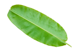 Banana leaf isolated on transparent background Fresh green banana leaves. png