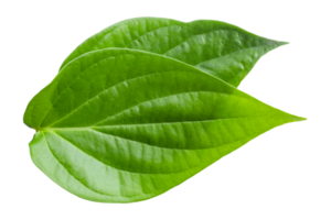 green betel leaf isolated on transparent background,png png