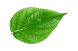 green betel leaf isolated on transparent background,png png