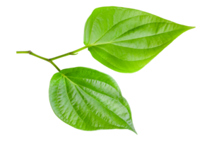 green betel leaf isolated on transparent background,png png