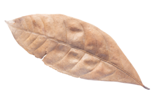 dry leaves isolated on transparent background Tropical dry leaves, png