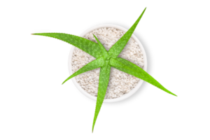 Aloe vera in a white pot isolated on a transparent background png