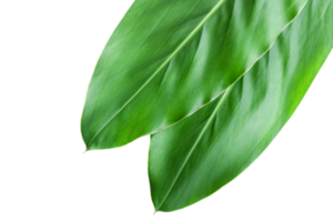 fresh green galangal leaves isolated on transparent background green plant png