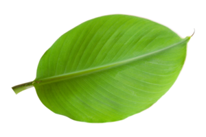 Banana leaves isolated on transparent background. Fresh green banana leaves png