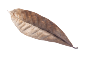 asciutto le foglie isolato su trasparente sfondo tropicale asciutto foglie, png
