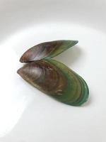 verde mejillón en un plato en un blanco fondo, Fresco nuevo Zelanda mejillón o perna canalículo en un blanco antecedentes. aislado verde mejillones. foto