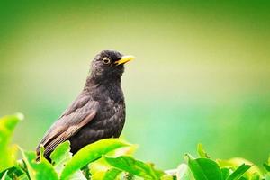 The black bird looks very beautiful photo