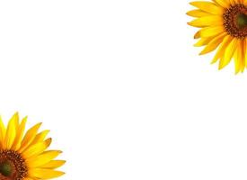 New Yellow Sunflower border artwork. Yellow flowers are isolated on white background. photo