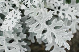 cineraria primorskaya crece en el jardín en verano. natural antecedentes foto